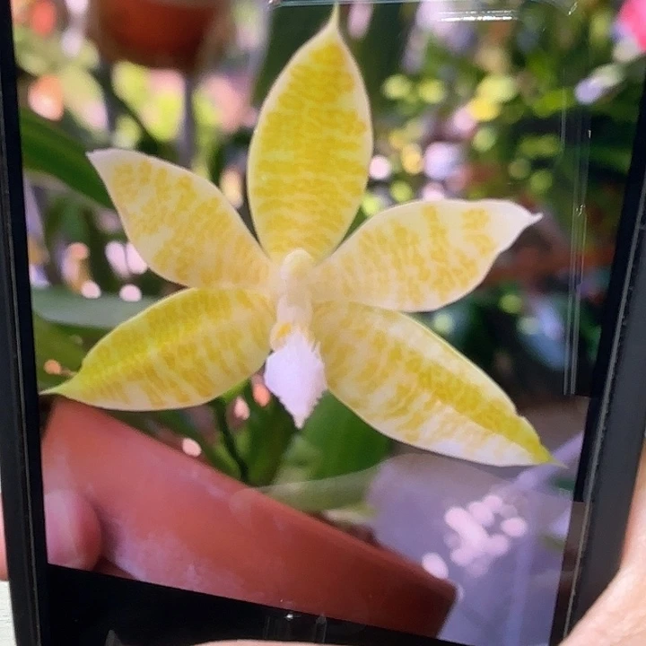 当前无花栽培后可以开花