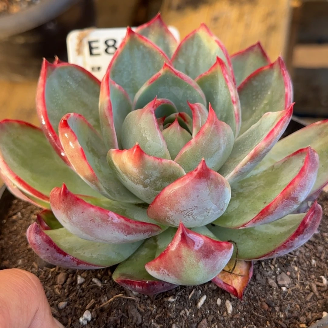 惊鸿一物一拍包装收缩花旱824