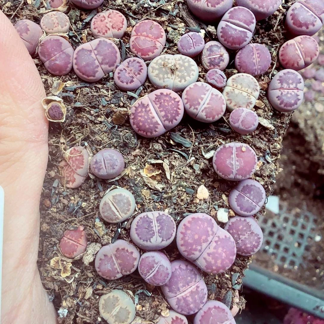 曼***雅这个点睡起来都还困016