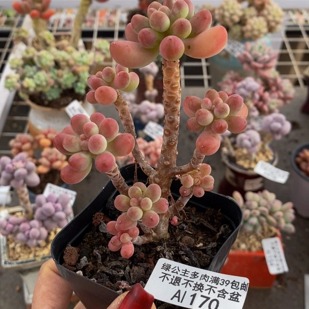 派大星170/7cm多肉