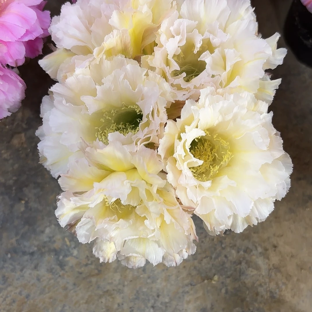 白可可五公分侧牙