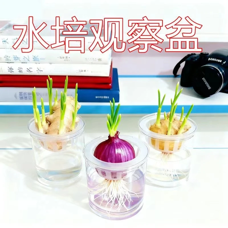 水培器皿儿童观察水养花盆大蒜红薯生姜塑料花盆含定植篮学生作业