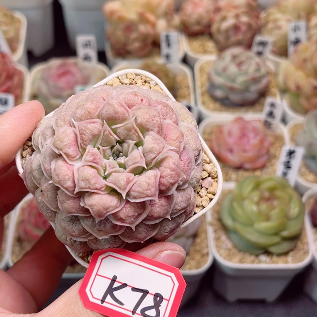 K78 一物一拍 来财
