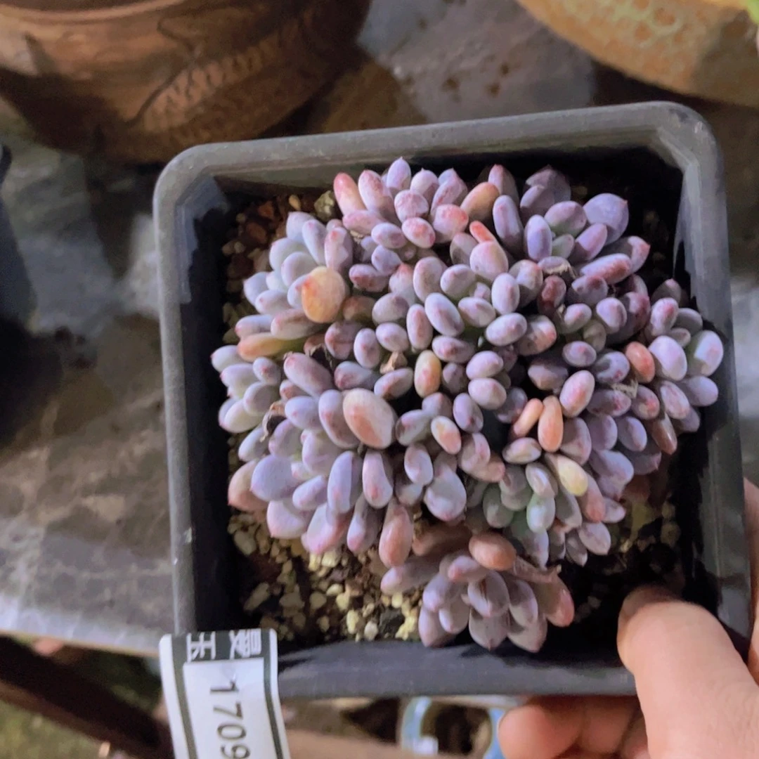 香香雪多肉植物1709