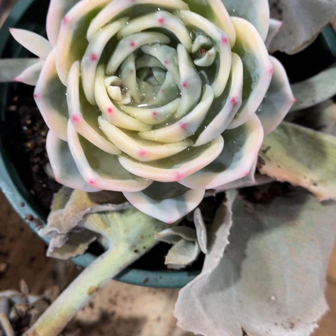 你***呀伊丽莎白多肉植物