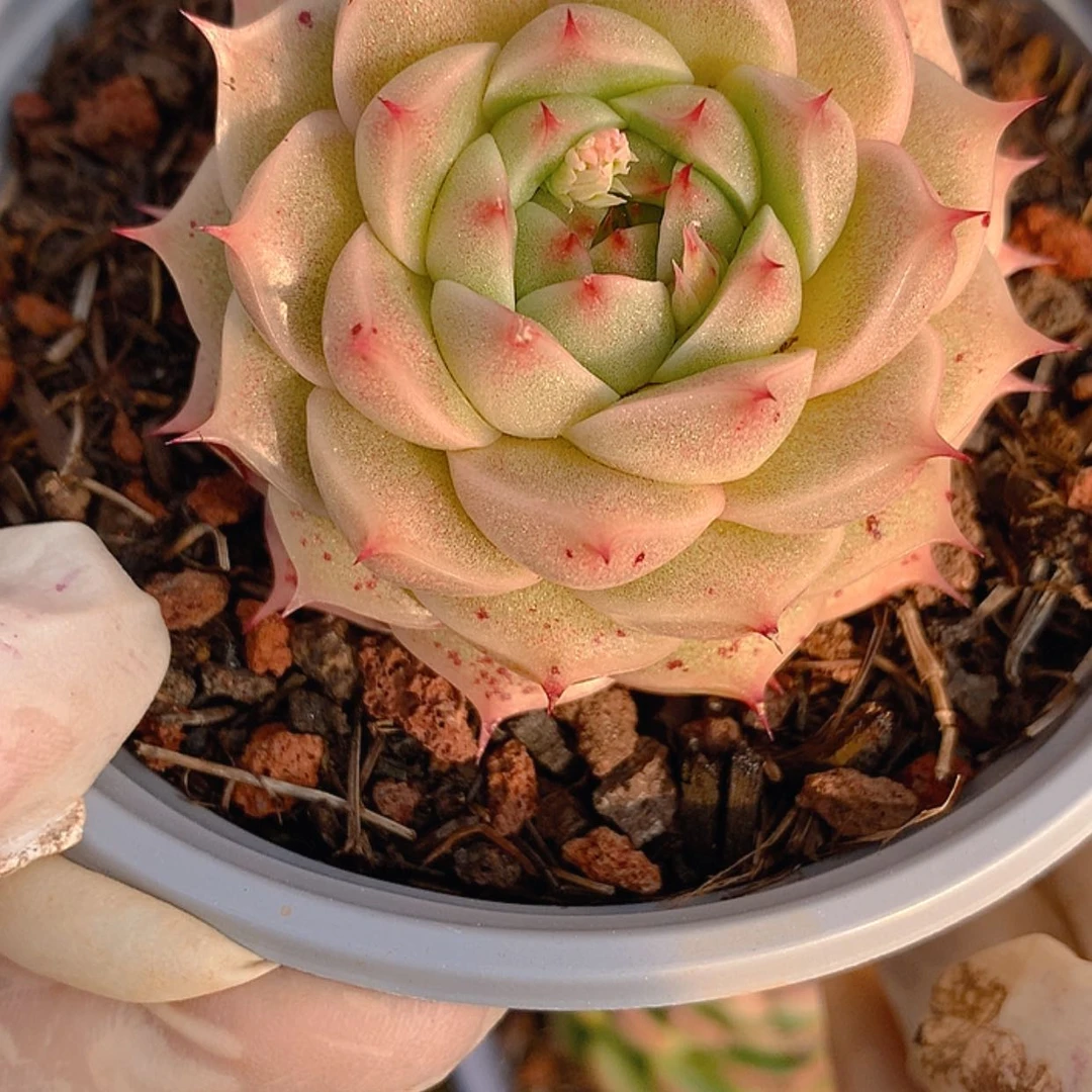 【闪购商品】云902