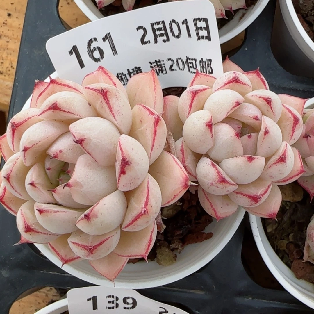 花语逸镜0201-161