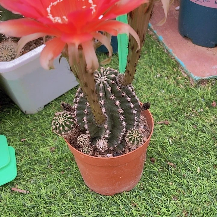 裤***下仙人掌金刚B412摘花脱土发货