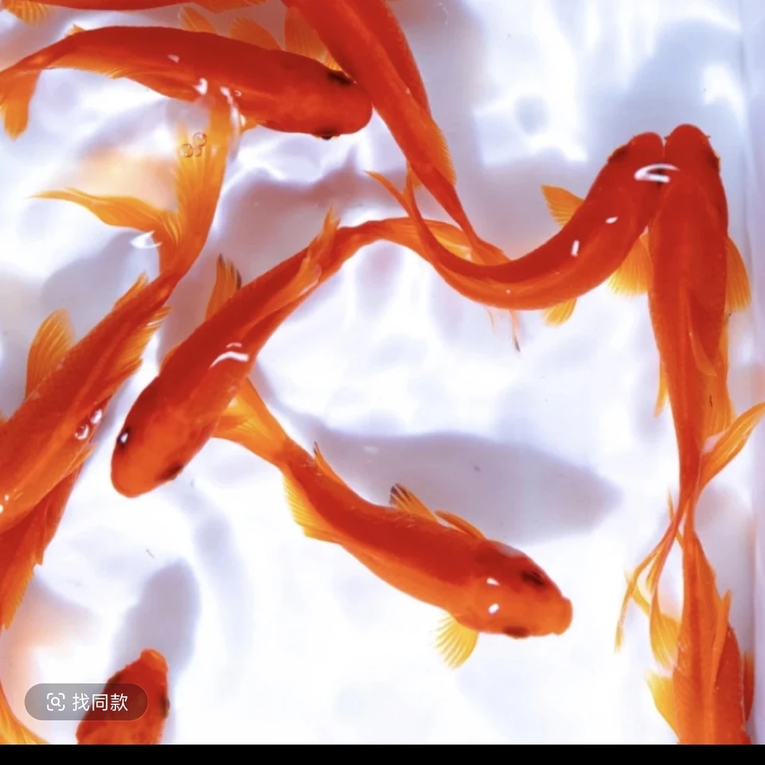 火焰红草金鱼今天新号价!保底15条!!!!7-9公分