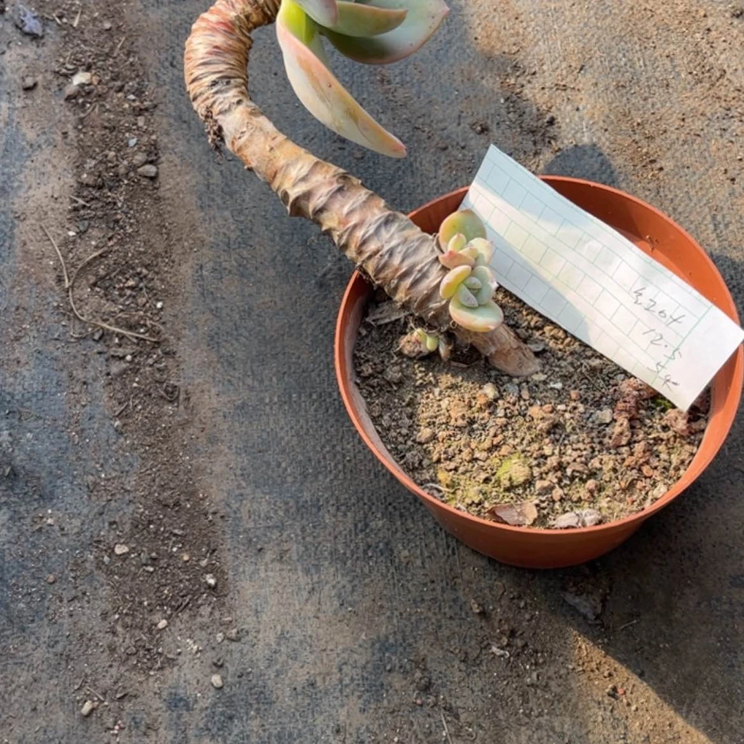 【闪购商品】无花朵红**叶