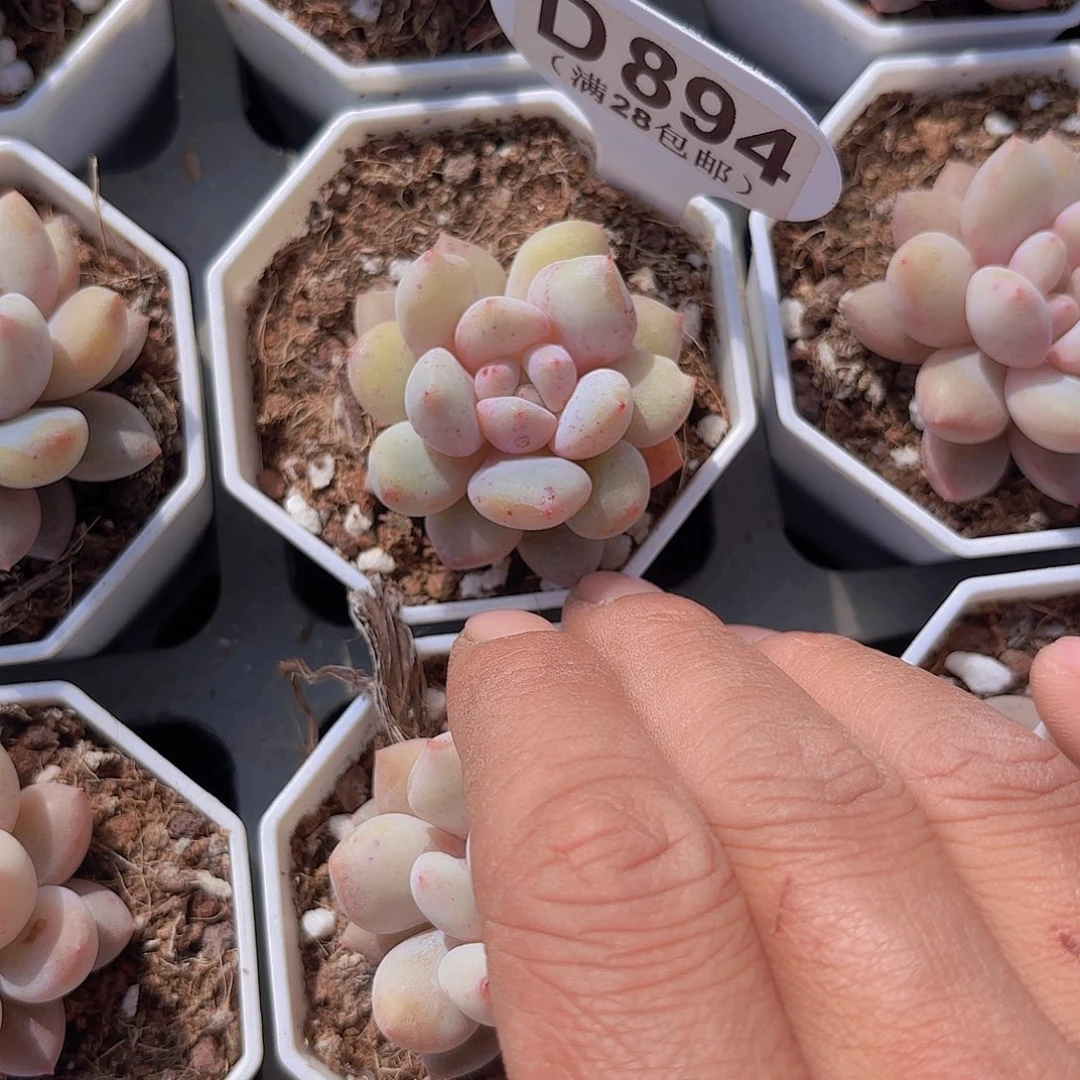 D894半夏一物一拍