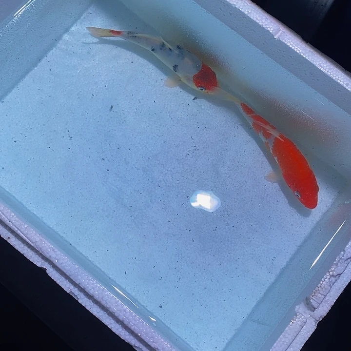 锦鲤锦鲤活鱼开箱包活