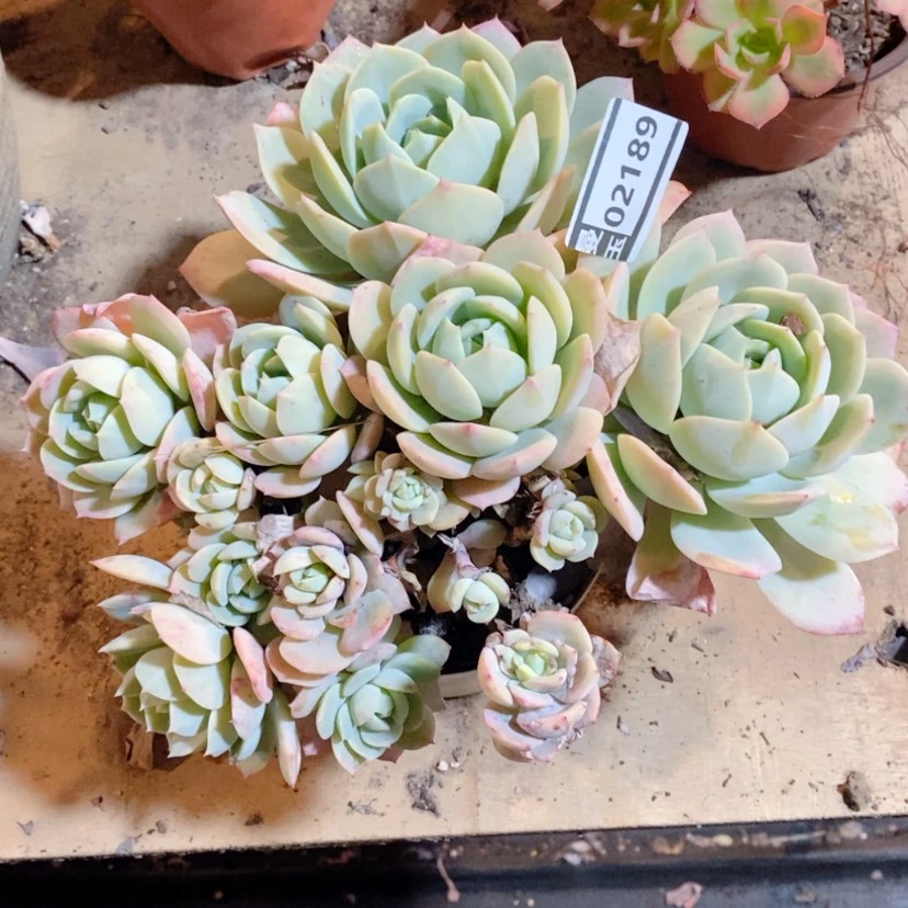 【闪购商品】心***吖恋曲02189