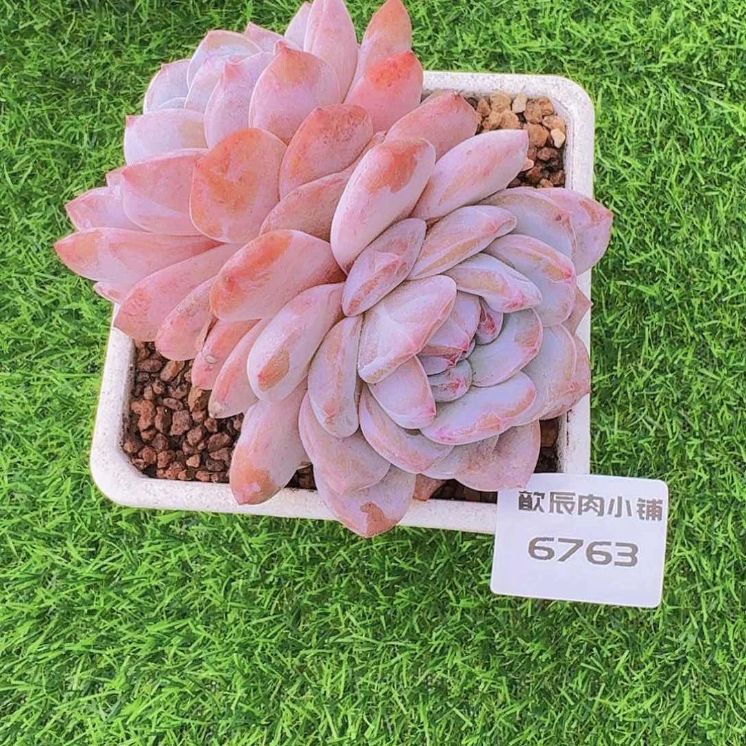 多肉植物橙梦露双头6763