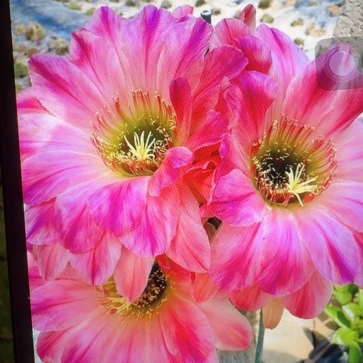 漂亮宝贝带根高13公分毛花柱