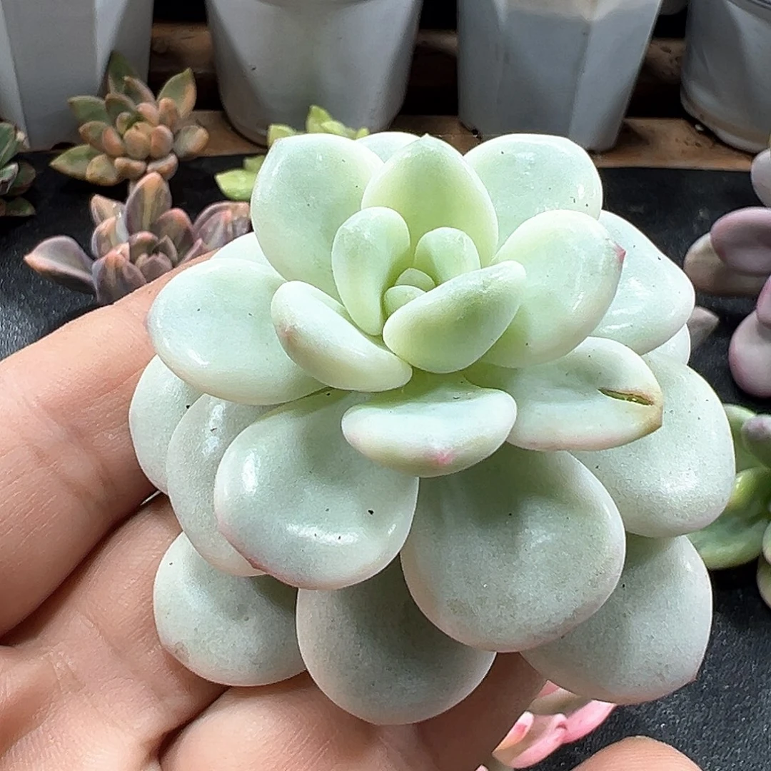 老香水锦 白马锦 头盖