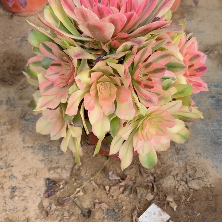 843洛神多肉植物