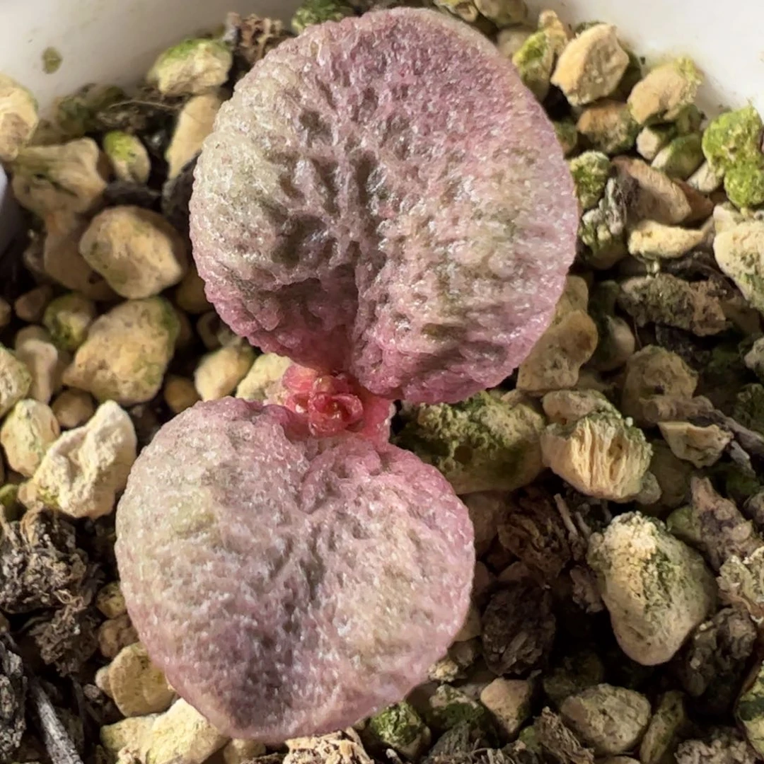 实生新品单头桩子多肉植物