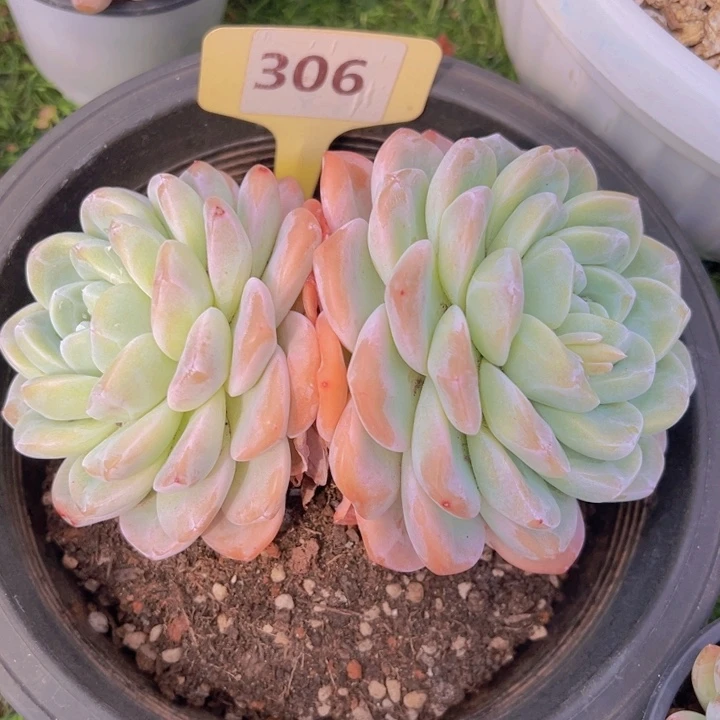 健健康康平平安安