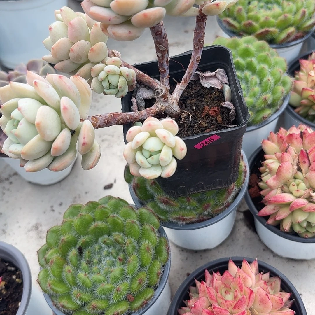 小***吱一物一拍编号265