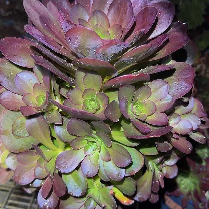 魅金玫瑰捧花亏本福利