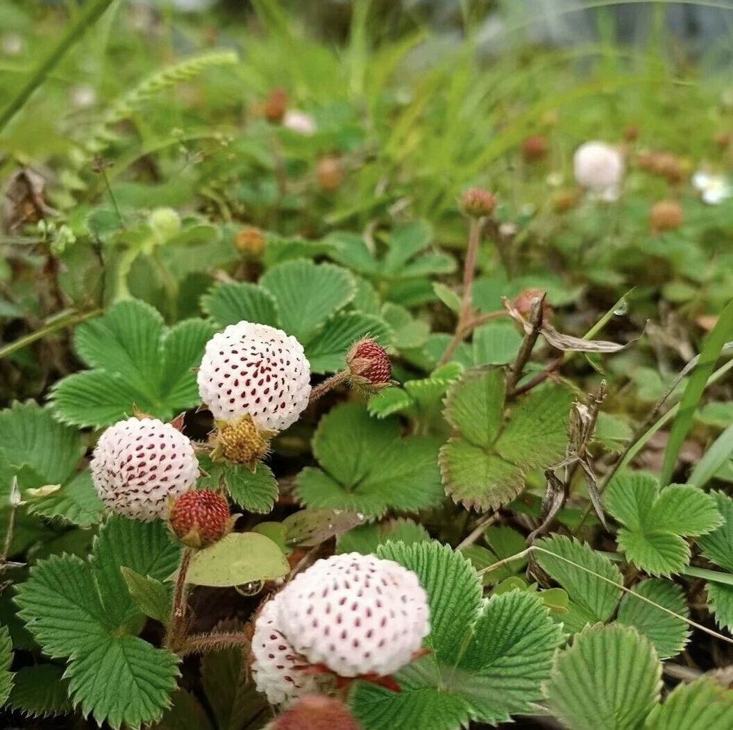 云南野生中药材草莓白米野草莓苗莓菠萝蜜儿白草莓带根发货栽培苗