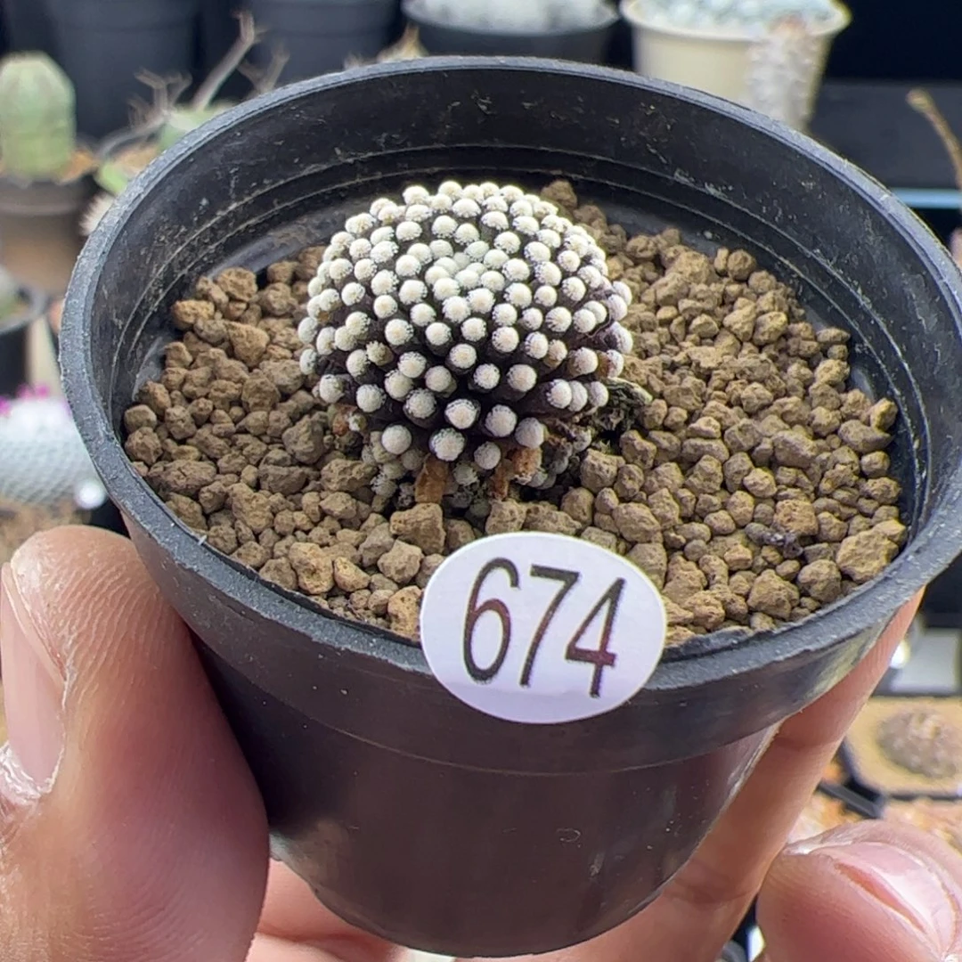 松针牡丹1.8一物一拍674