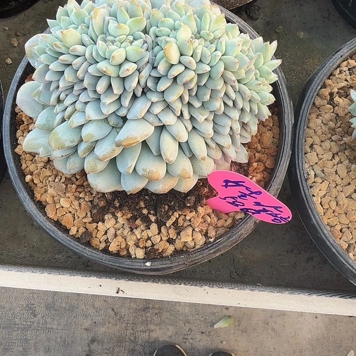 无花朵娃*哈一物一拍星影缀化
