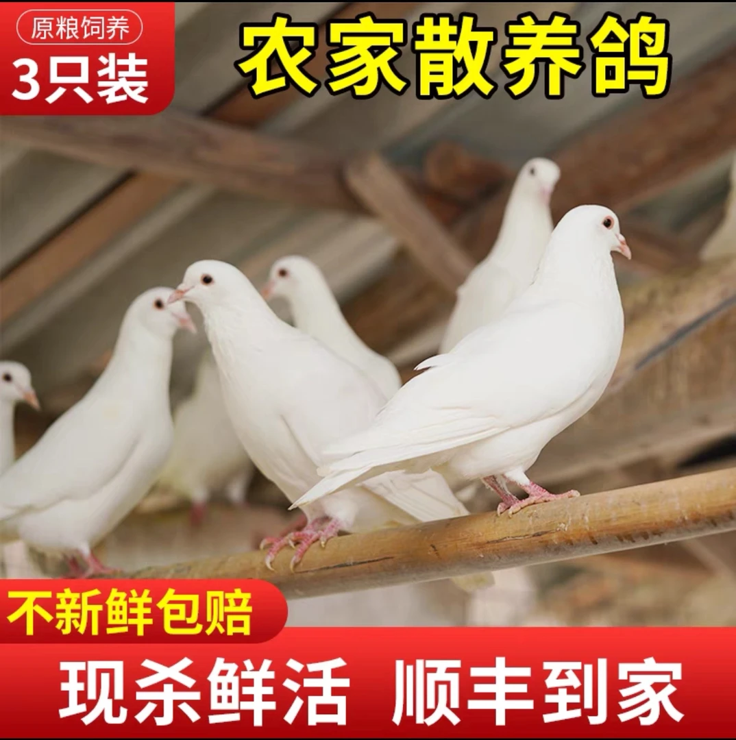 农家土鸽【拍一发四】一年土鸽（单只6-7两）带内脏顺丰冷链包邮鸽子