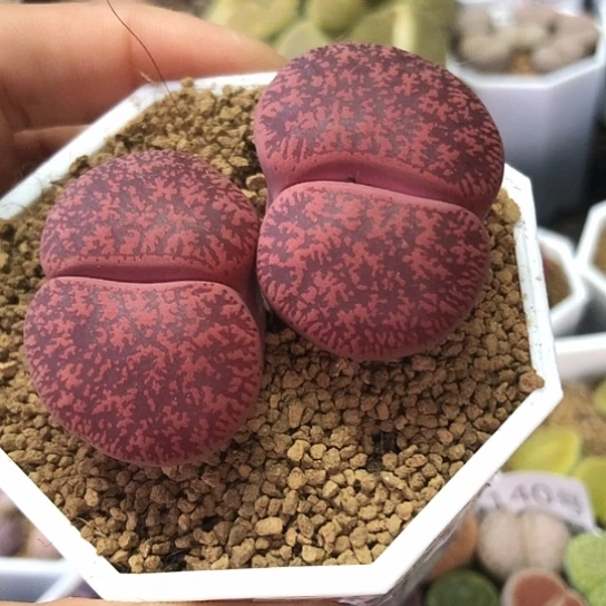 7962，大双头酒红5年以上