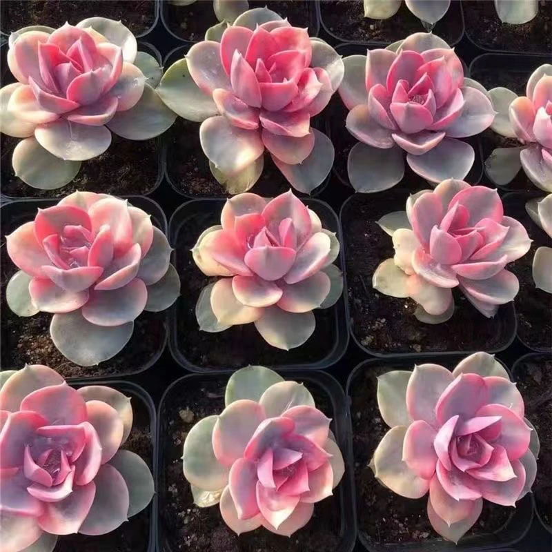 （满9.99元包邮）彩虹 5cm 多肉植物 猫小姐多肉