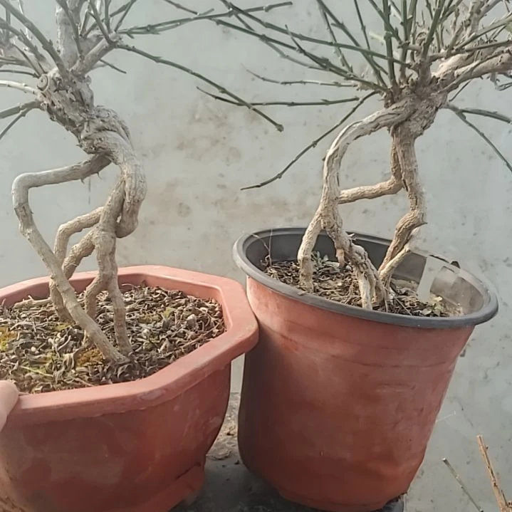 用***2当前无花朵，栽培后可花朵