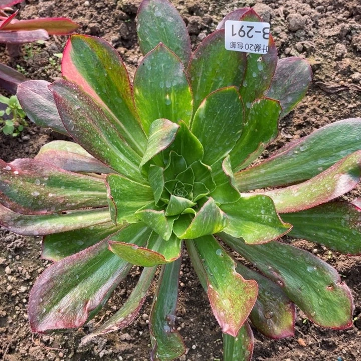 291魅影七彩多肉123456789