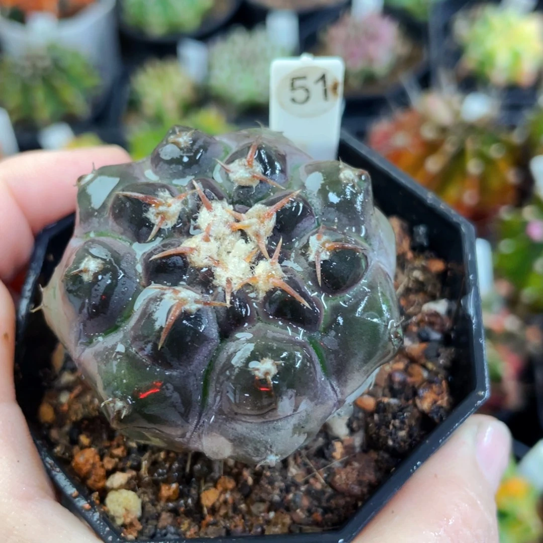 盆5公分满25包邮裸根发货