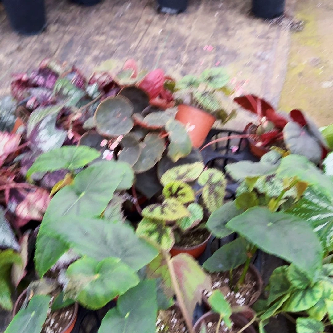 完全开放随机秋海棠一棵无售后