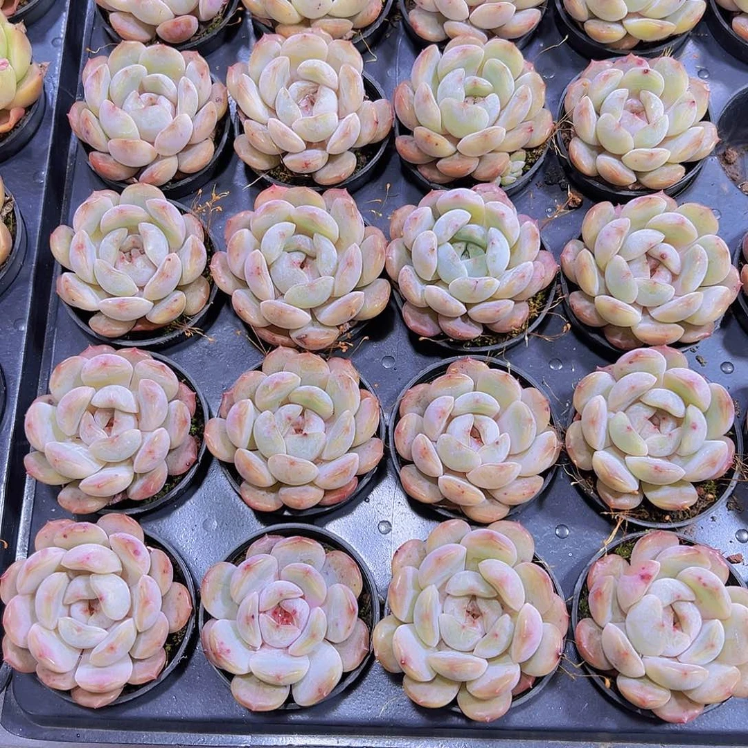 红恋带盆带土19包邮