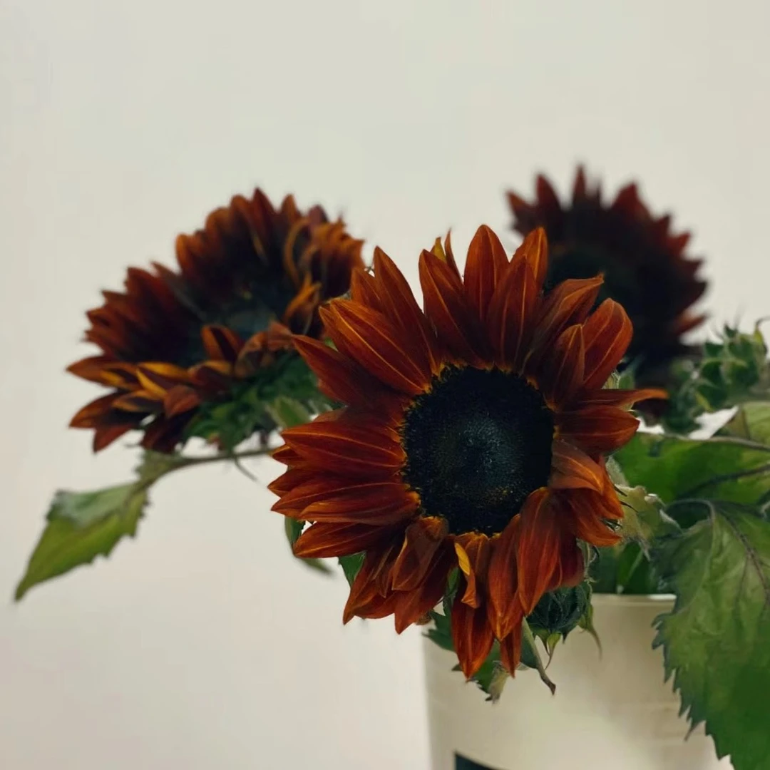 【藩篱匠人/油画向日葵】微光足以 高级复古暗色系油画质感 向日葵