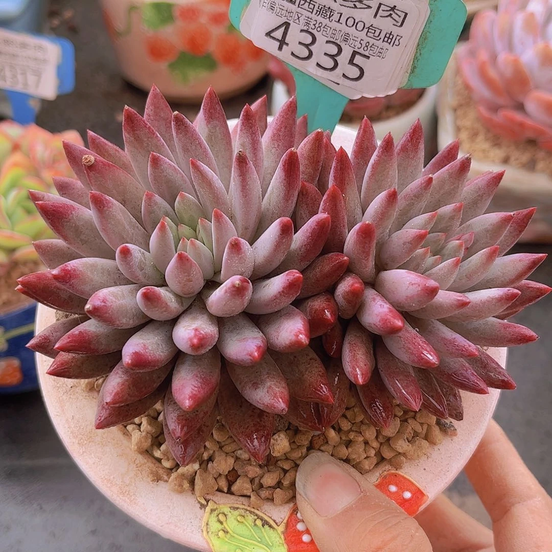 4335虞美人多肉植物