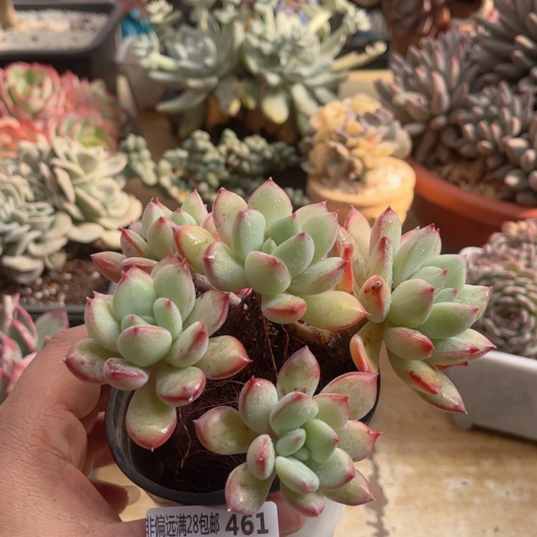 【闪购商品】461蜜糖美人