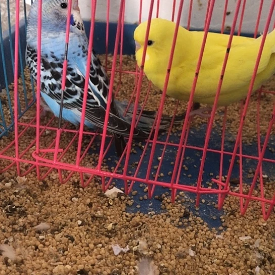 虎皮鹦鹉大头鹦鹉