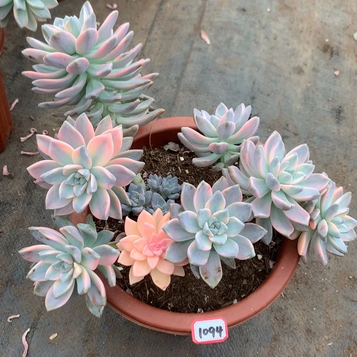 淡雪锦1094晓晓一物一拍