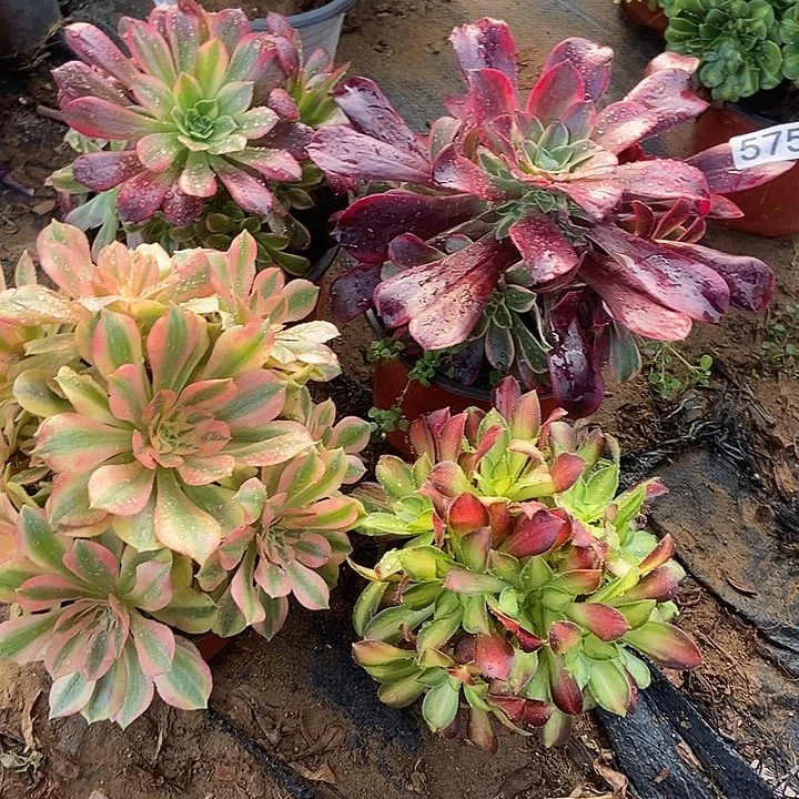 四科法师锦多肉特价不包断575