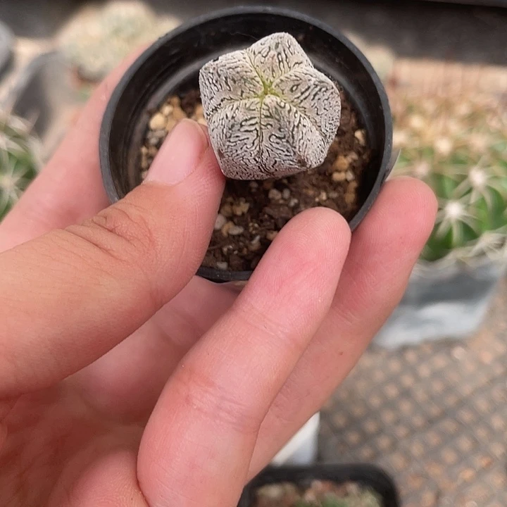 557仙人球开花植物