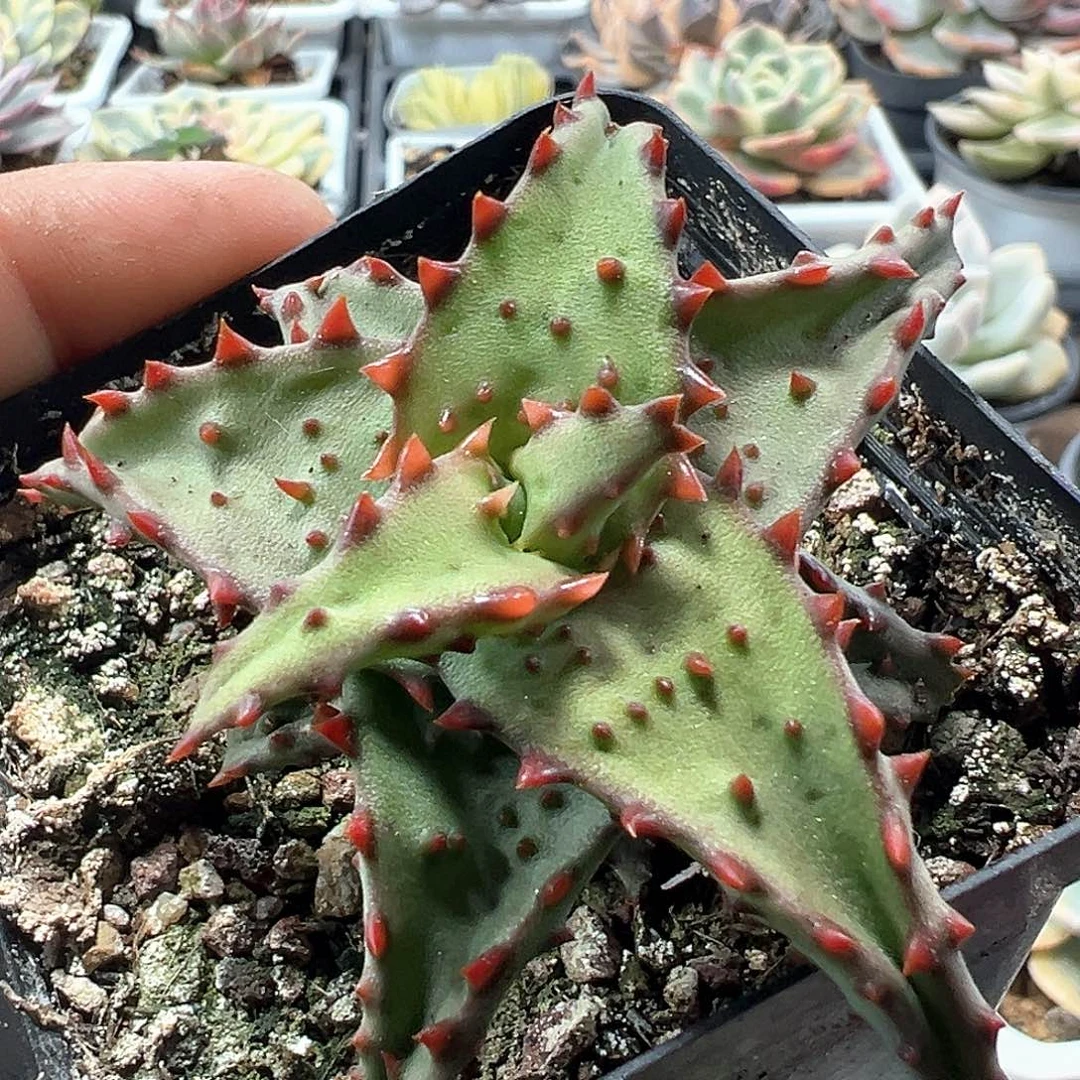 卡萨帝芦荟 小方花圃一物一拍