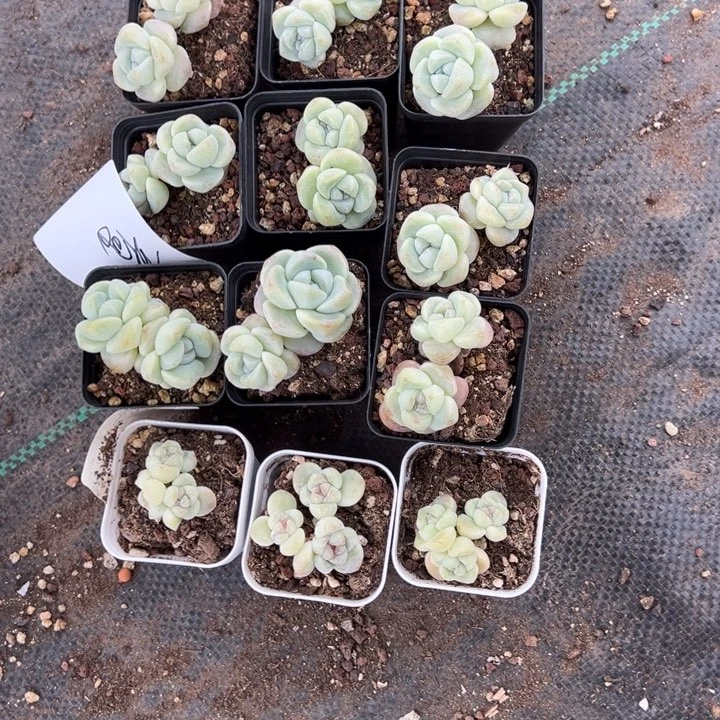 童童一物一拍子专拍