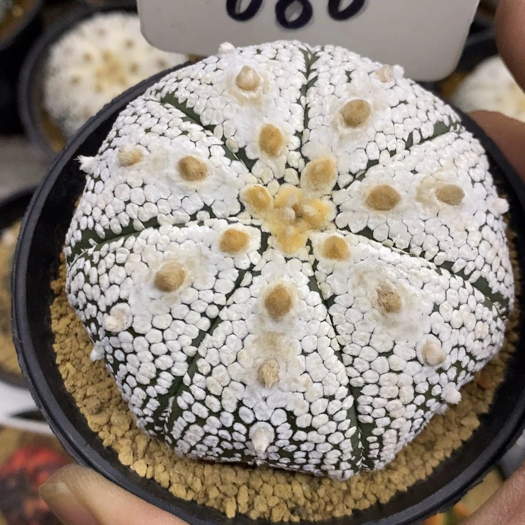 080山川奇迹福利特价咯