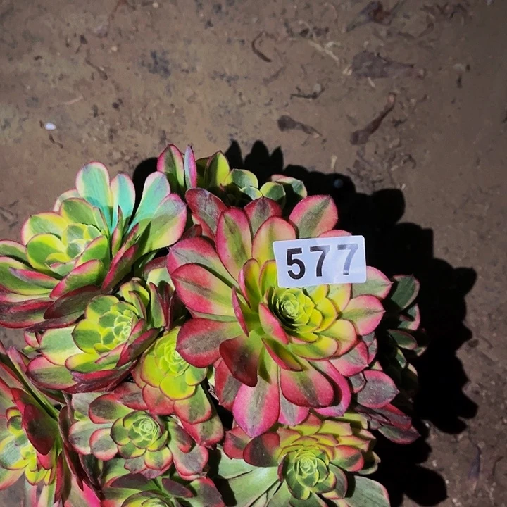 577奶白宽锦多肉植物处理不售后