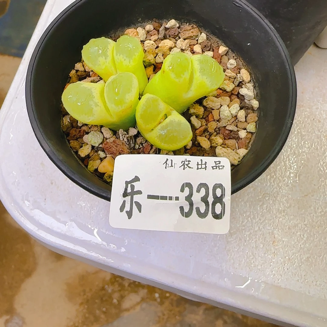 只***白拍子，338、仙农出品，