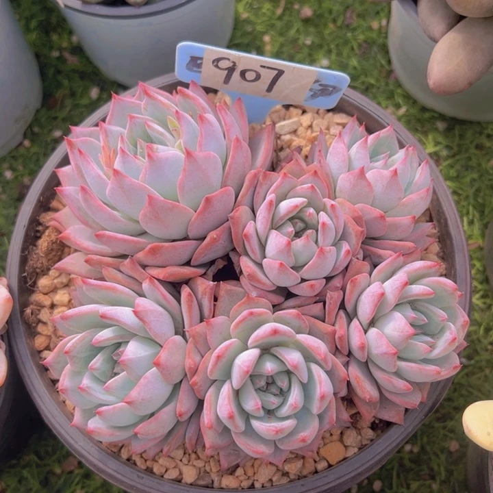 健健康康平平安安