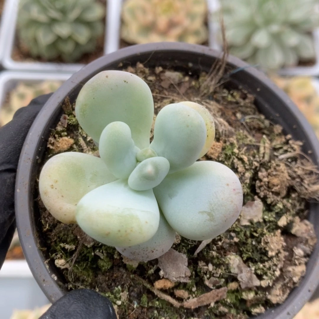 211大叶奶锦锦锦锦锦锦